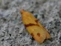 One-banded Sparganothis - Hodges#3711 - photo 3