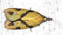 One-banded Sparganothis - Hodges#3711 - photo 4