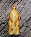 One-banded Sparganothis - Hodges#3711 - photo 5