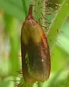 Sparganothis violaceana - Hodges#3710 - Sparganothis violaceana