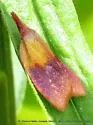 Sparganothis violaceana - Hodges#3710 - photo 3