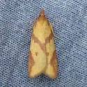 Sparganothis vocaridorsana - Hodges#3712