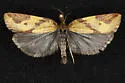 Sparganothis vocaridorsana - Hodges#3712 - photo 2
