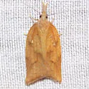 Mosaic Sparganothis Moth - Hodges#3706 - photo 3