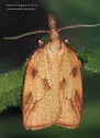 Mosaic Sparganothis Moth - Hodges#3706 - photo 4