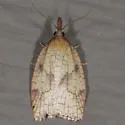 Mosaic Sparganothis Moth - Hodges#3706 - photo 5