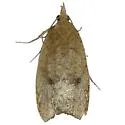 Sparganothoides hydeana - Hodges#3730