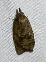 Sparganothoides hydeana - Hodges#3730 - photo 2