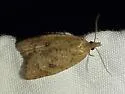Sparganothoides hydeana - Hodges#3730 - photo 3