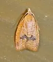 Lentiginos Moth - Hodges#3731