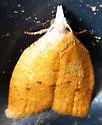 Lentiginos Moth - Hodges#3731 - photo 3