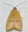 Lentiginos Moth - Hodges#3731 - photo 4