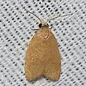 Lentiginos Moth - Hodges#3731 - photo 5