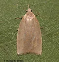 Sparganothoides machimiana - Hodges#3729