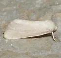 Sparkia immacula - Hodges#10218 - photo 2