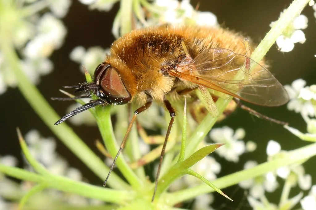 Sparnopolius confusus - photo 3