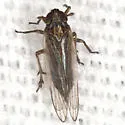 Spartidelphax detectus