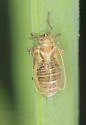 Spartidelphax detectus - photo 2
