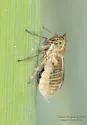 Spartidelphax detectus - photo 3