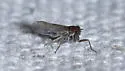 Spartidelphax detectus - photo 4