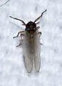 Spartidelphax detectus - photo 5