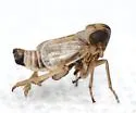 Spartidelphax penedetectus