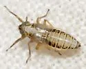 Spartidelphax penedetectus - photo 2