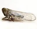 Spartidelphax penedetectus - photo 3