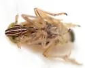 Spartidelphax penedetectus - photo 4