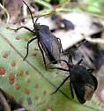 Giant Sweetpotato Bug