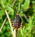 Giant Sweetpotato Bug - photo 2