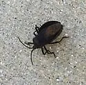 Giant Sweetpotato Bug - photo 3