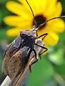 Giant Sweetpotato Bug - photo 4