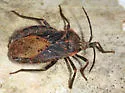Giant Sweetpotato Bug - photo 5