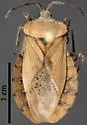 Spartocera diffusa