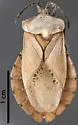 Spartocera diffusa - photo 2