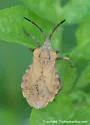 Spartocera fusca