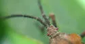 Spartocera fusca - photo 2