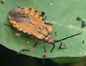 Spartocera fusca - photo 4