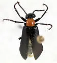 Spastonyx nemognathoides