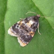 Spatalistis bifasciana - Spatalistis bifasciana