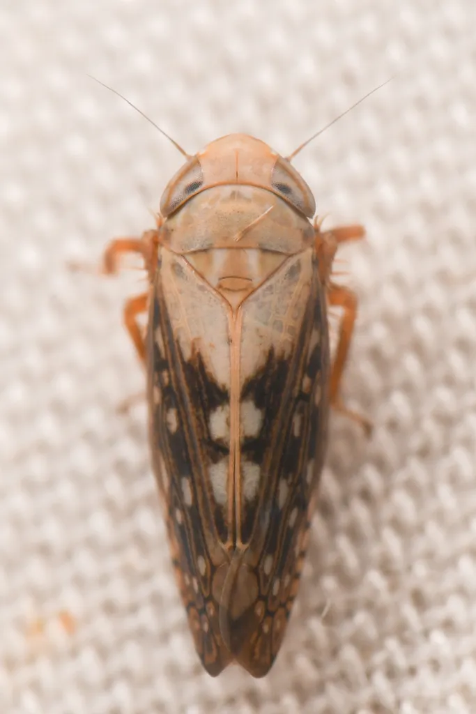 Spathanus acuminatus - photo 2