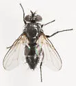 Spathidexia dunningii - Spathidexia dunningii