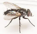 Spathidexia dunningii - photo 2