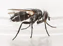 Spathidexia dunningii - photo 3