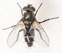 Spathidexia dunningii - photo 4