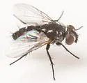 Spathidexia dunningii - photo 5