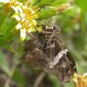 Falcate Skipper - Hodges#3920 - photo 2
