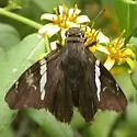 Falcate Skipper - Hodges#3920 - photo 3