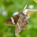 Falcate Skipper - Hodges#3920 - photo 4